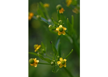 Gift-Hahnenfuß (Ranunculus sceleratus) - © Emanuel Trummer